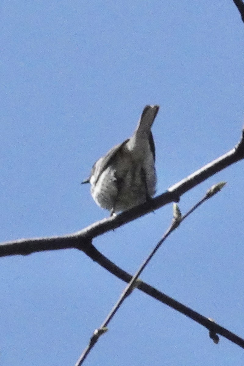 Black-throated Gray Warbler - ML618024443