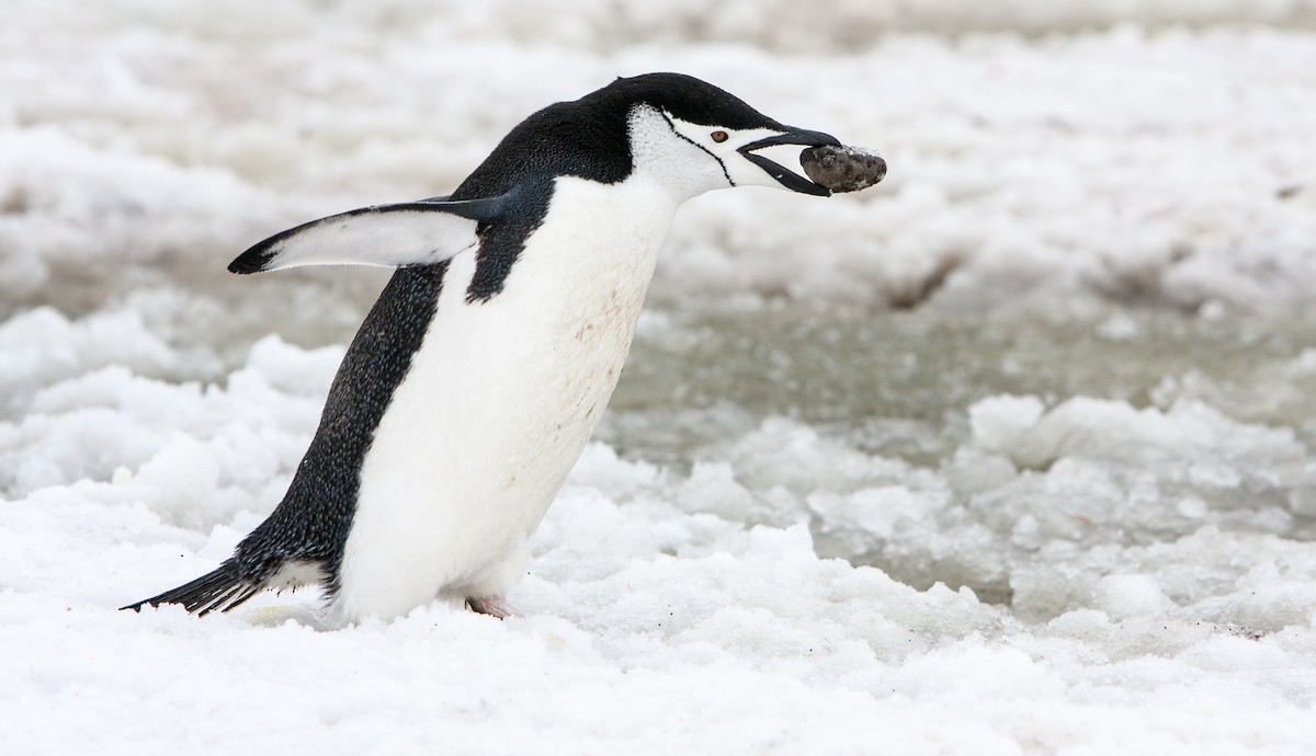 Chinstrap Penguin - Anonymous