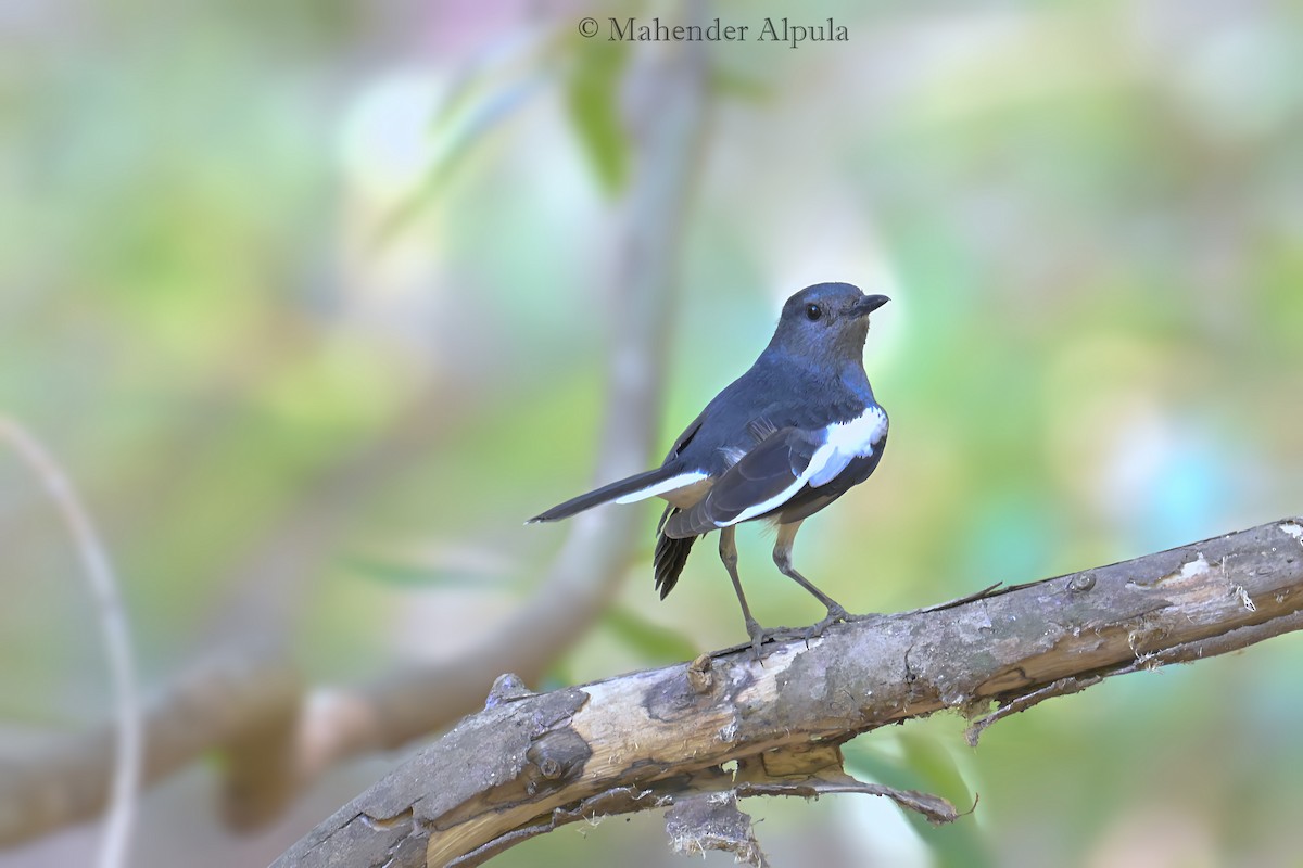 Oriental Magpie-Robin - Mahender Alpula