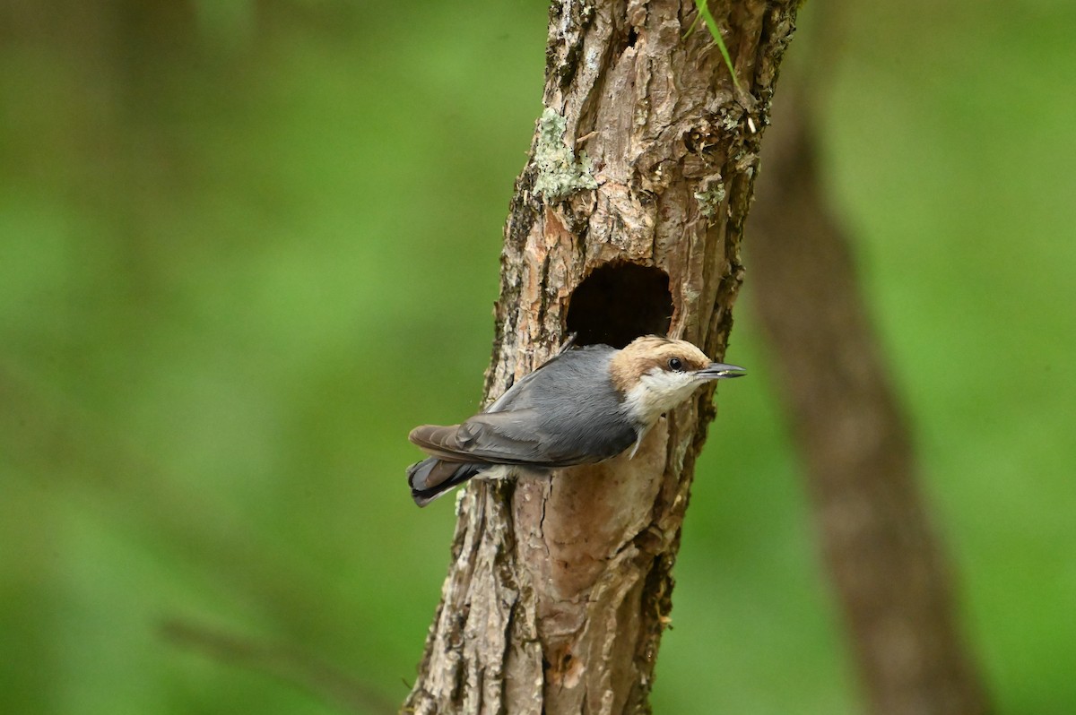 Brown-headed Nuthatch - William Woody