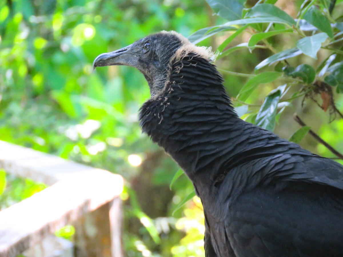 Black Vulture - ML618024520