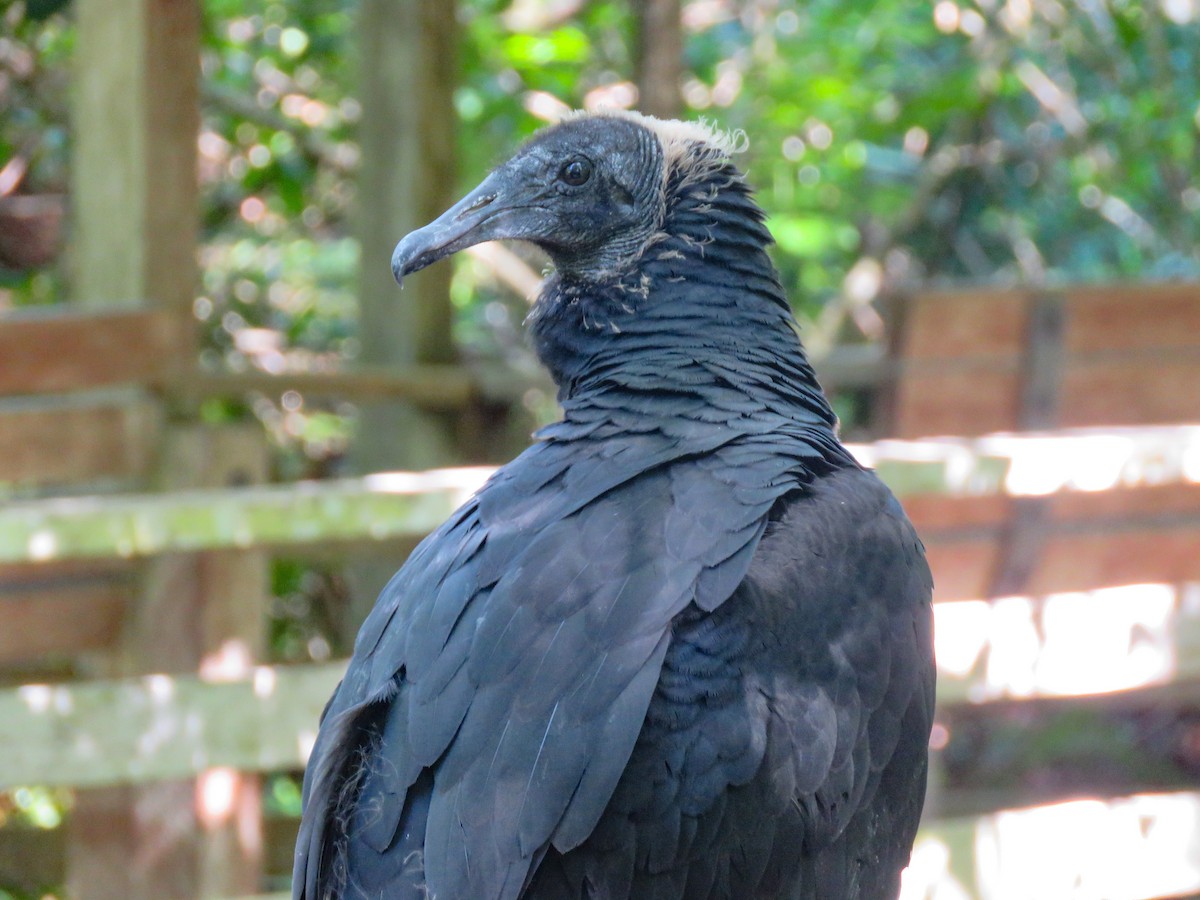 Black Vulture - ML618024521