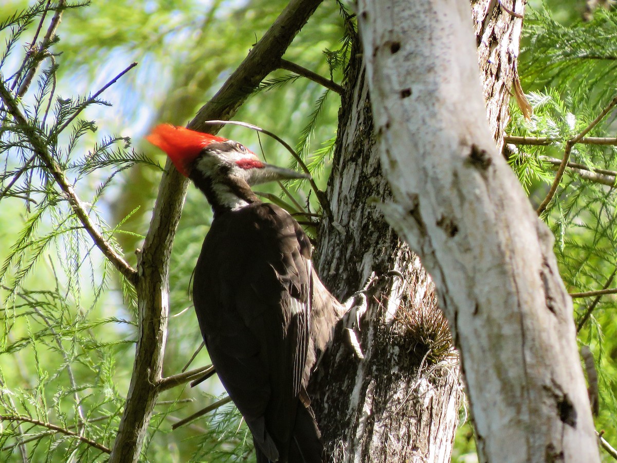 Pileated Woodpecker - ML618024547