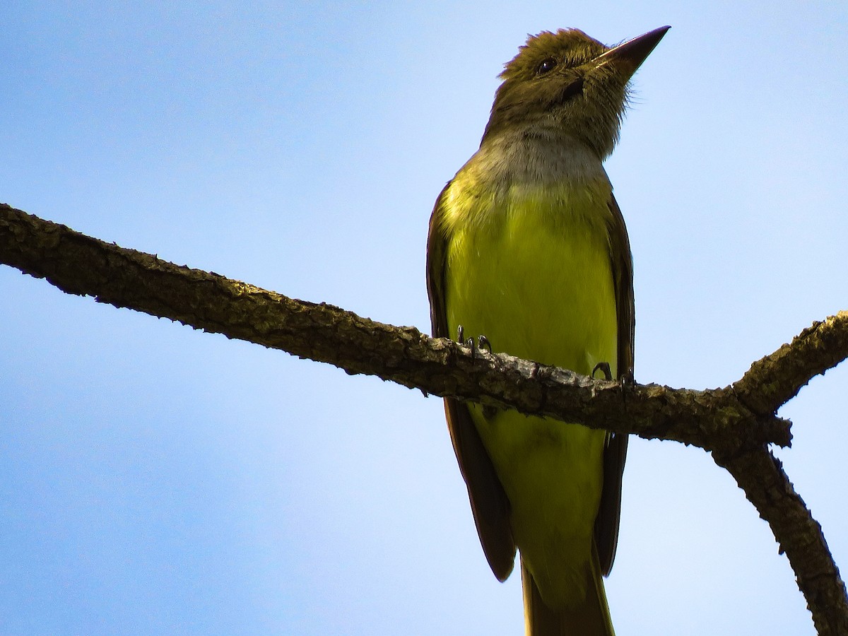 Great Crested Flycatcher - ML618024553