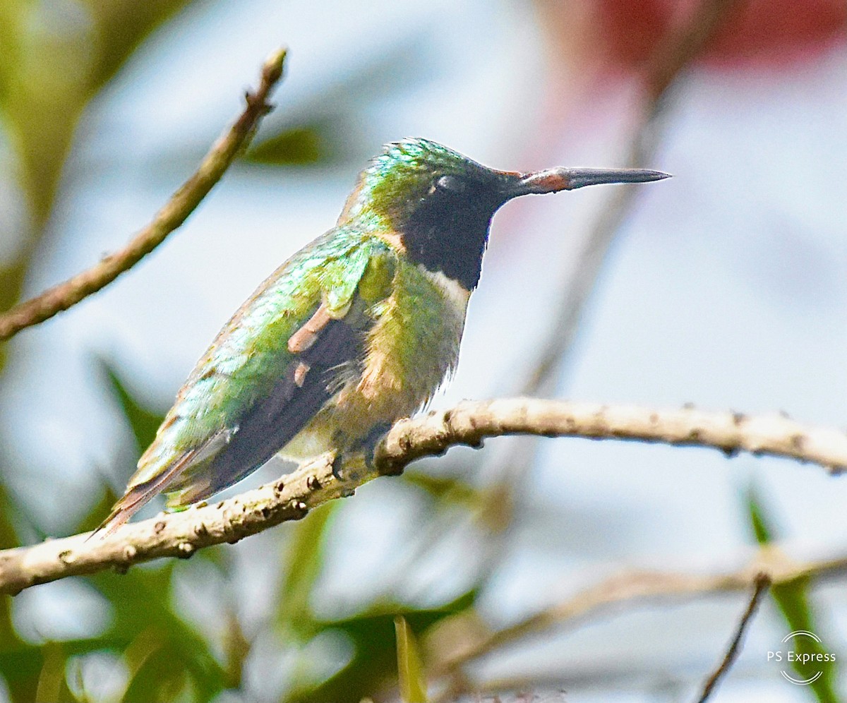 Ruby-throated Hummingbird - Michael Brower