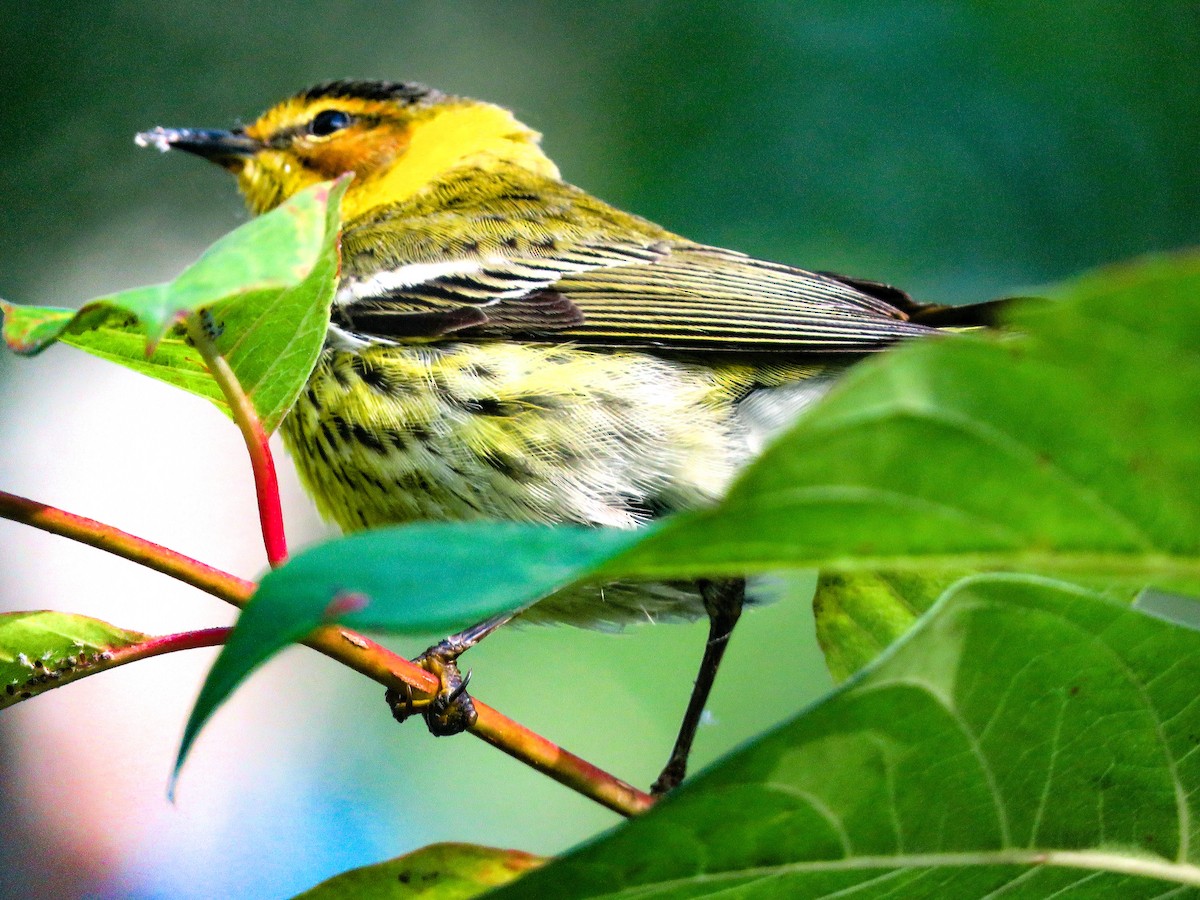 Cape May Warbler - ML618024562