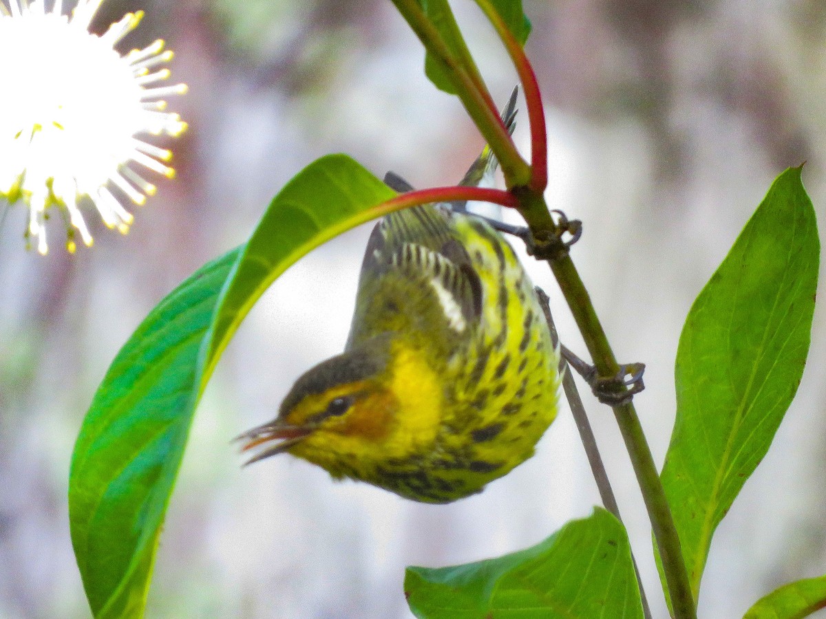 Cape May Warbler - ML618024563