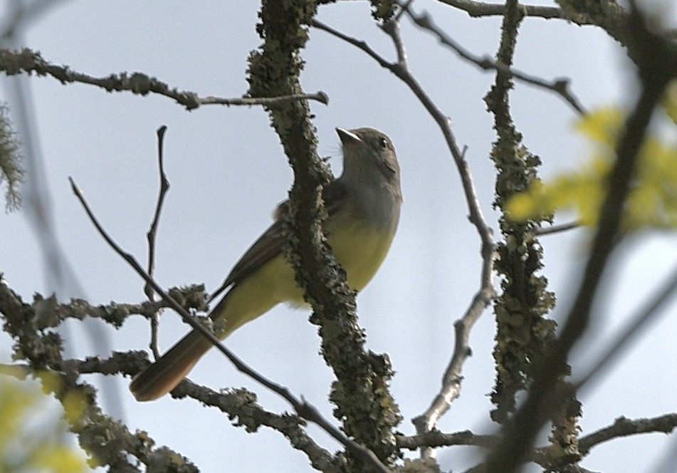 Great Crested Flycatcher - ML618024564