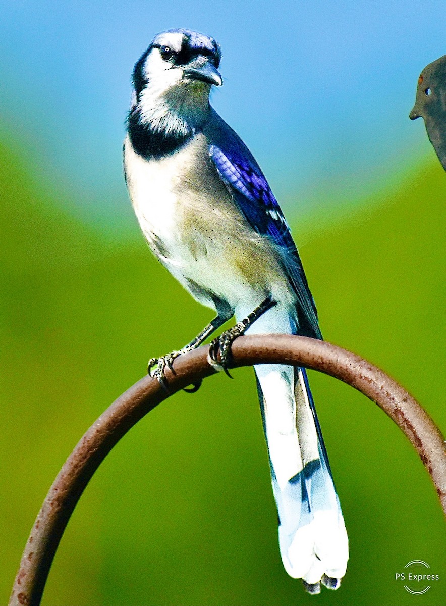 Blue Jay - Michael Brower