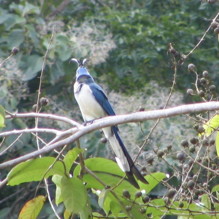 White-throated Magpie-Jay - ML618024570