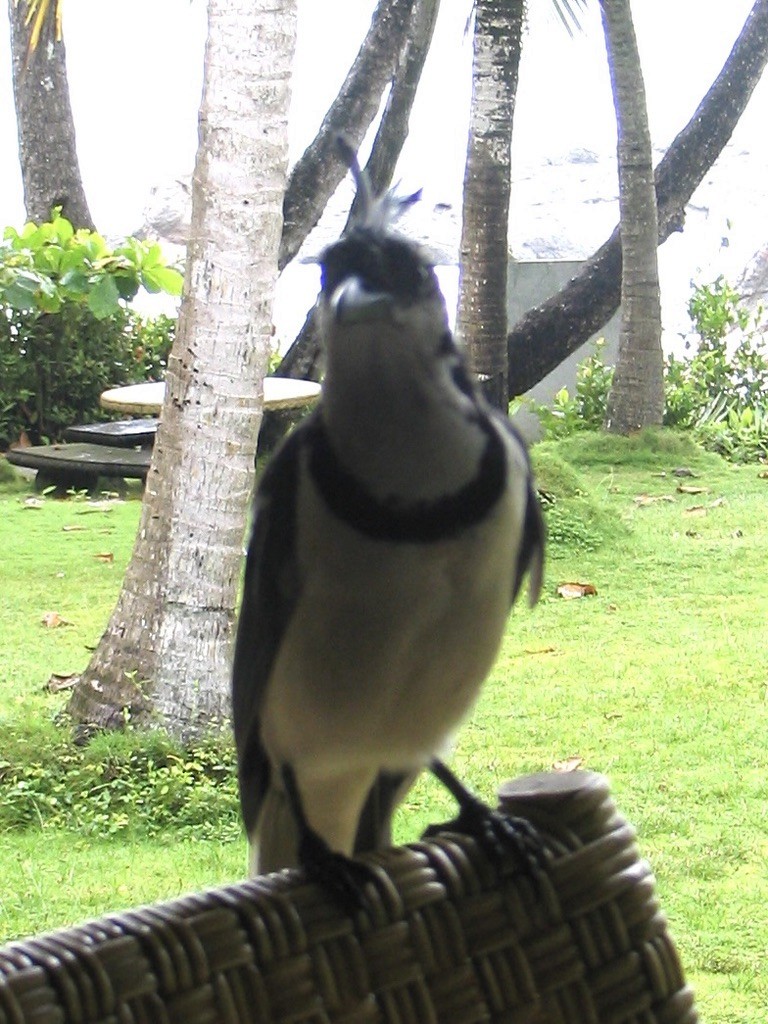White-throated Magpie-Jay - ML618024572