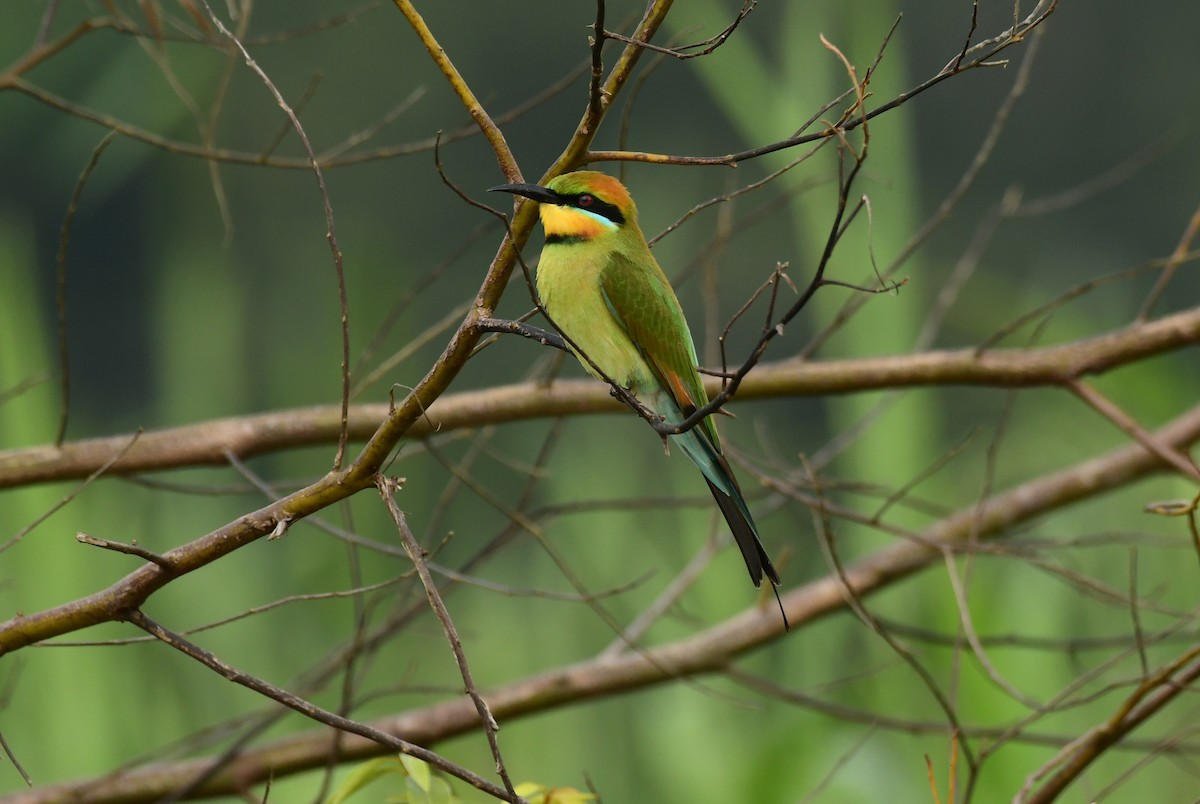 Rainbow Bee-eater - Sabine Decamp