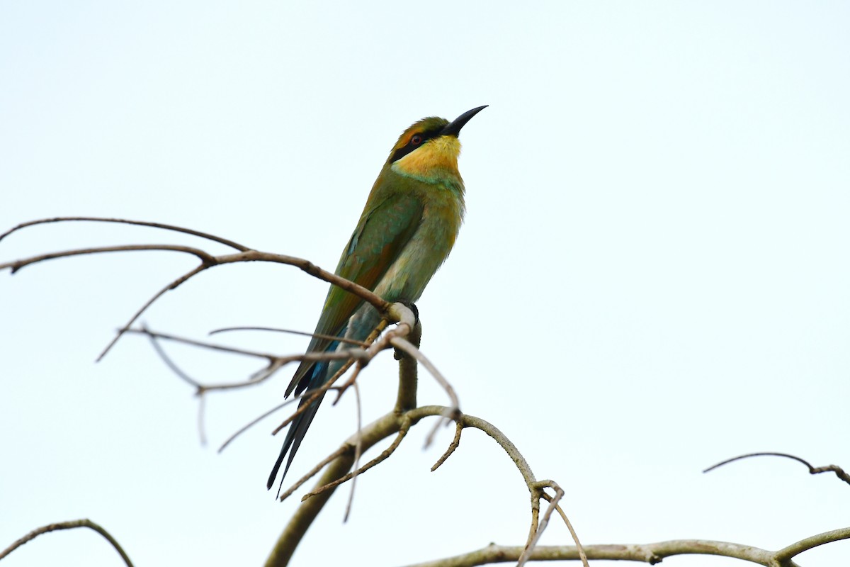 Rainbow Bee-eater - ML618024586