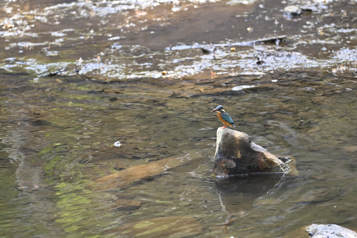 Common Kingfisher - Mahender Alpula