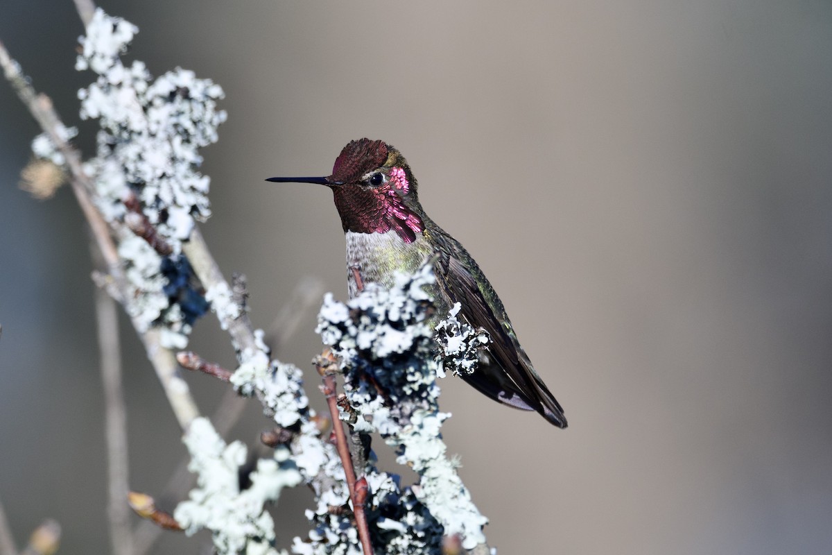 Anna's Hummingbird - Dario Taraborelli