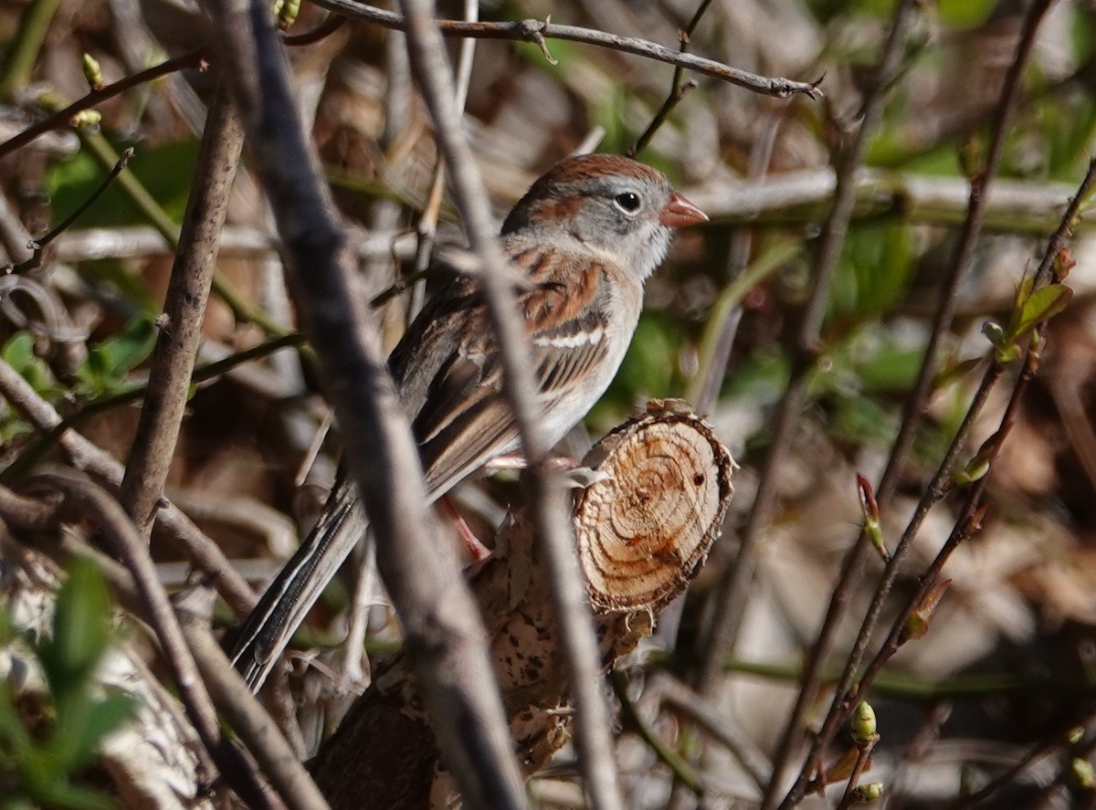 Field Sparrow - ML618024623