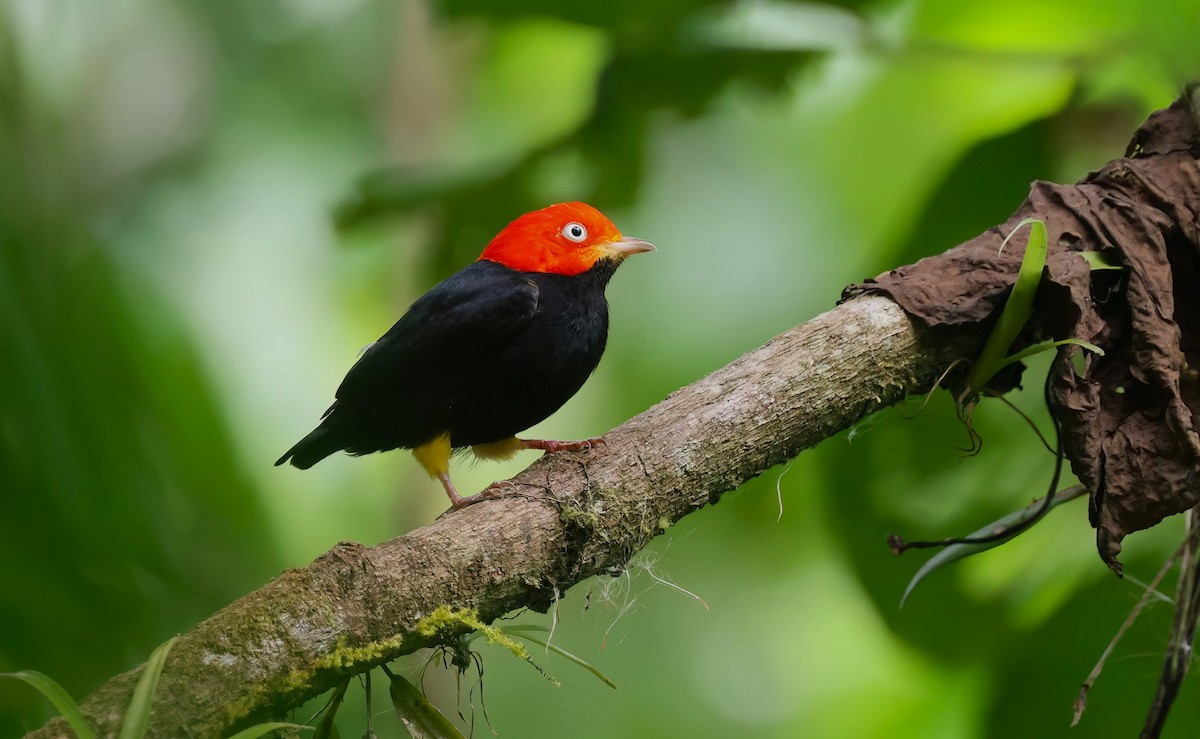 Red-capped Manakin - ML618024625
