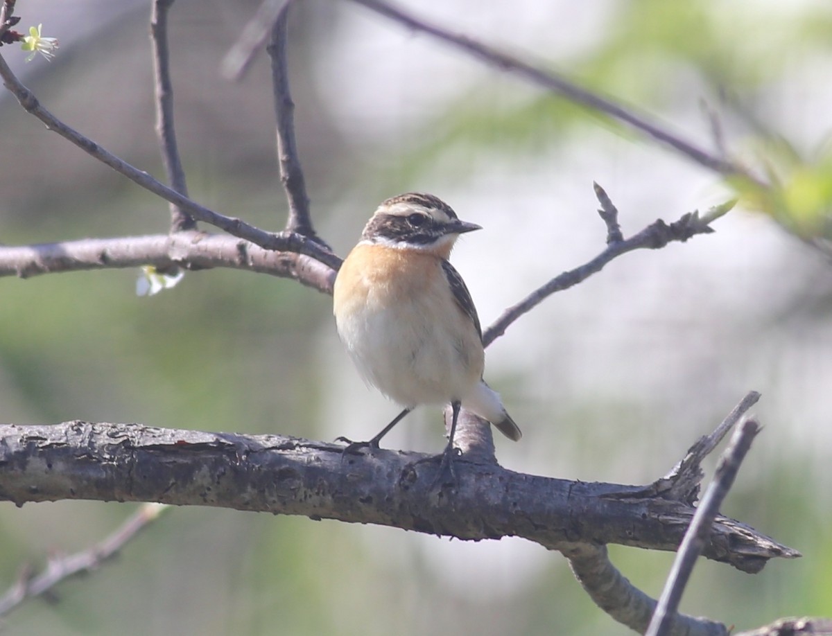 Whinchat - ML618024626