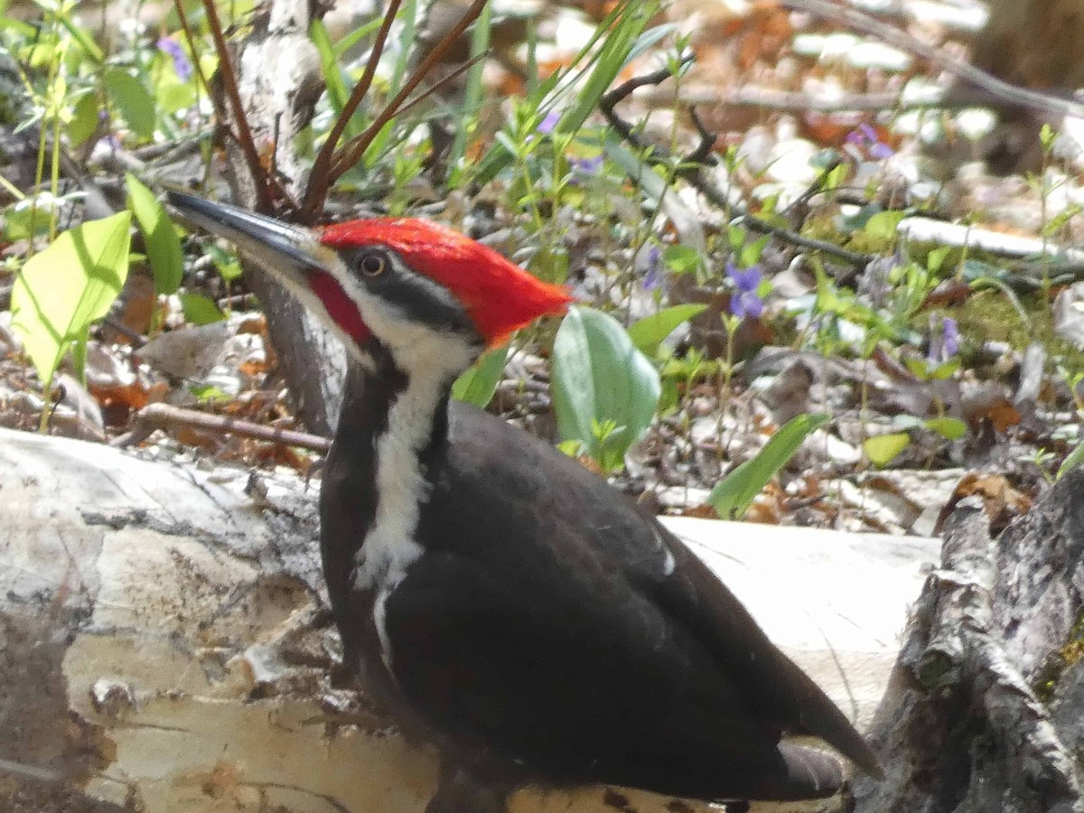 Pileated Woodpecker - ML618024655