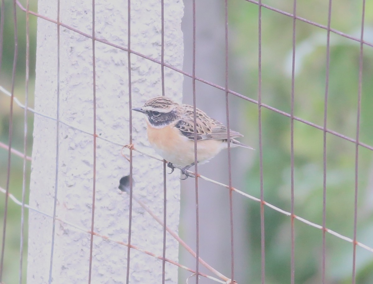 Whinchat - ML618024656