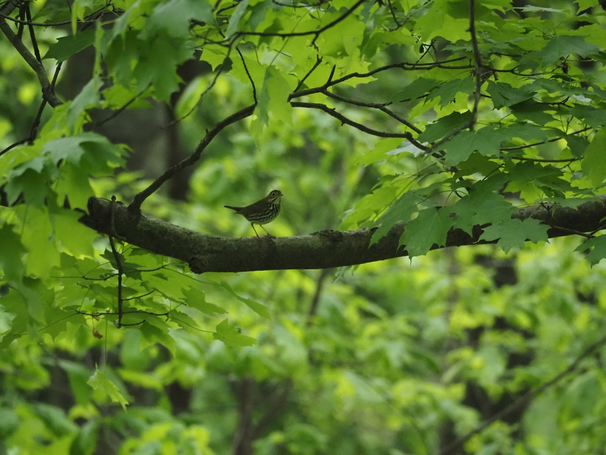 Ovenbird - david parsley