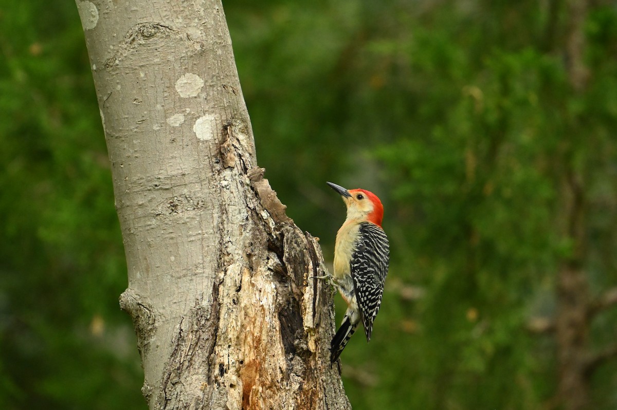 Red-bellied Woodpecker - ML618024723