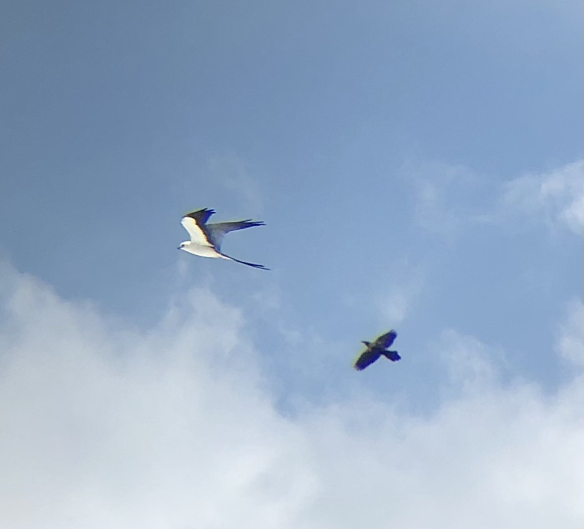 Swallow-tailed Kite - KZ F