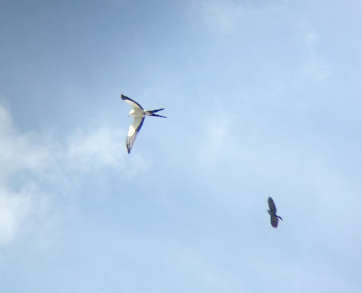 Swallow-tailed Kite - KZ F
