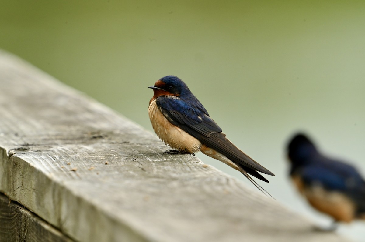 Barn Swallow - ML618024750