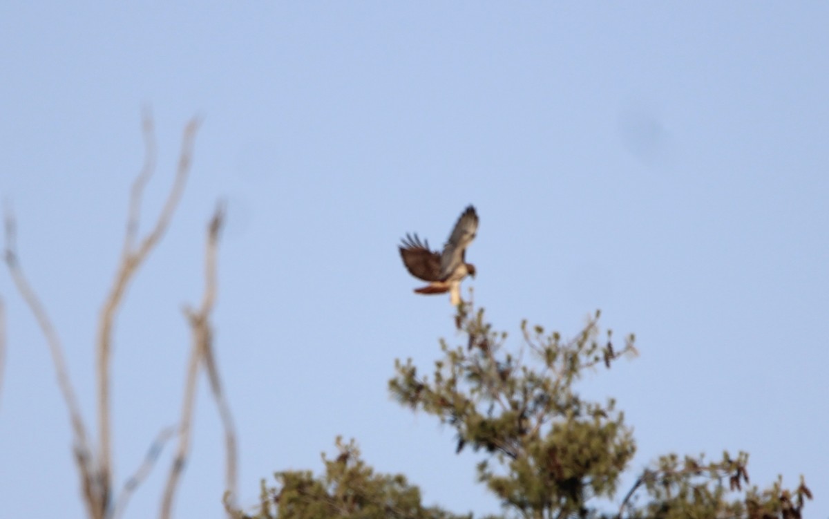 Red-tailed Hawk - Randy Maharaj