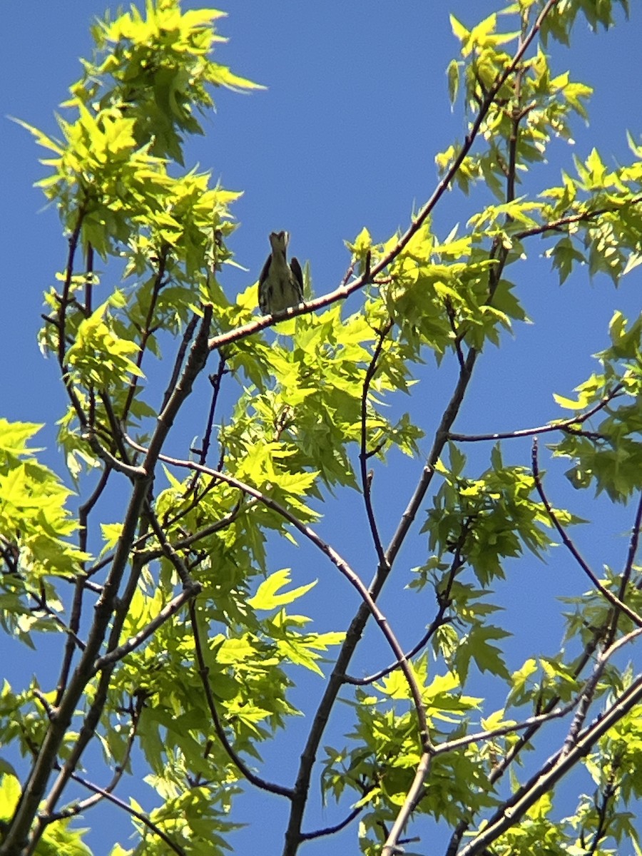 Yellow-throated Warbler - Sammy Cabindol