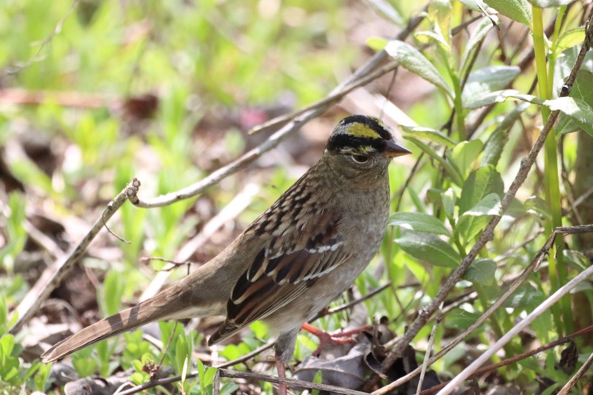 White-crowned Sparrow - Ed Hogg
