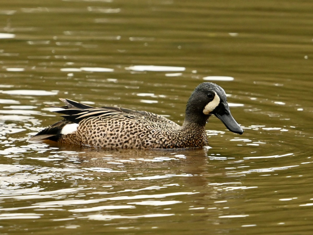Blue-winged Teal - ML618024791