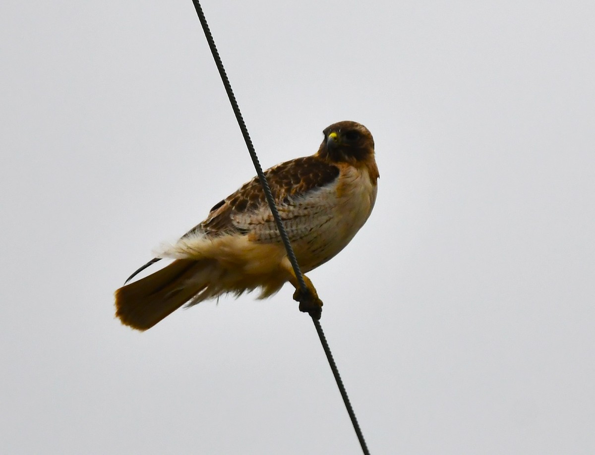 Red-tailed Hawk - Britt Dalbec