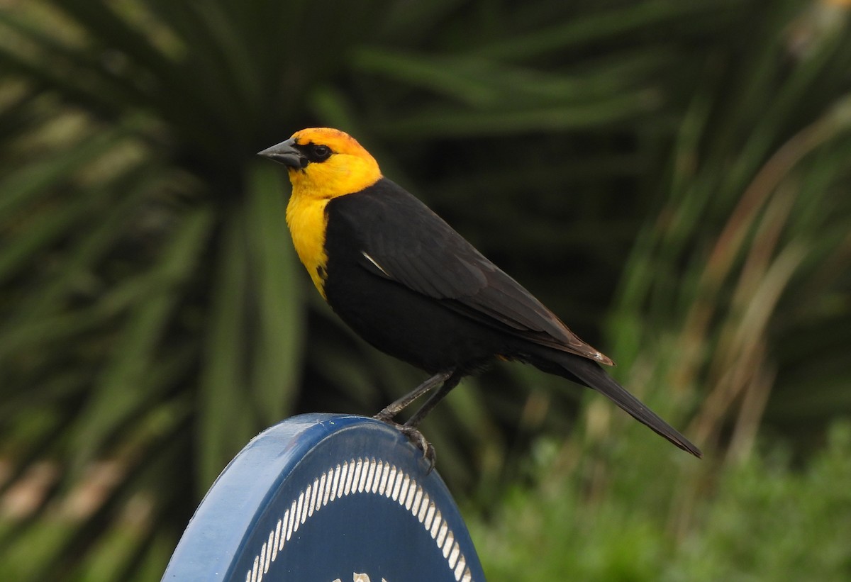 Yellow-headed Blackbird - ML618024809