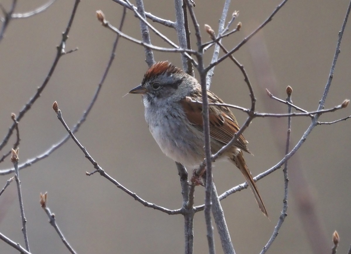 Swamp Sparrow - ML618024811