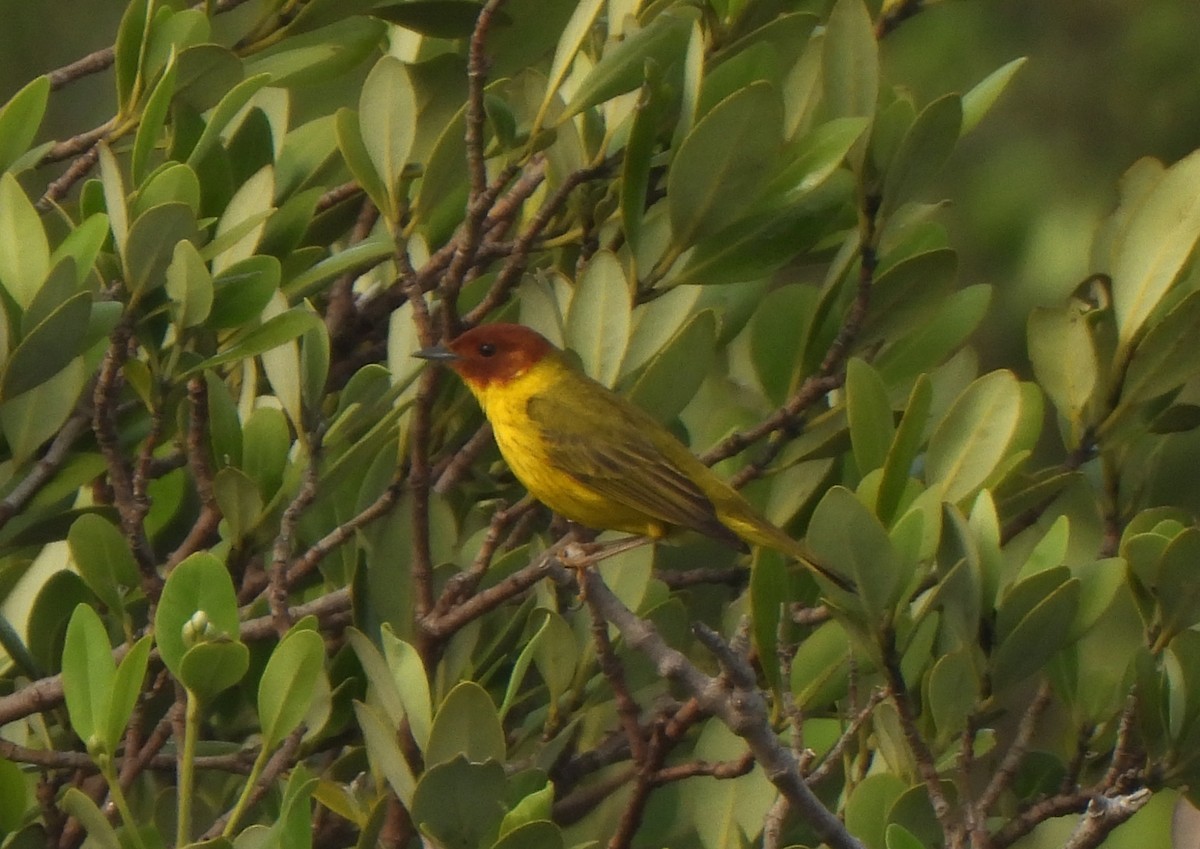 Yellow Warbler (Mangrove) - ML618024818