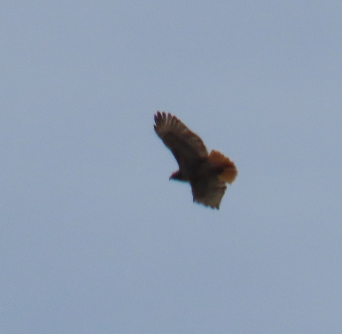 Red-tailed Hawk - Richard Spedding