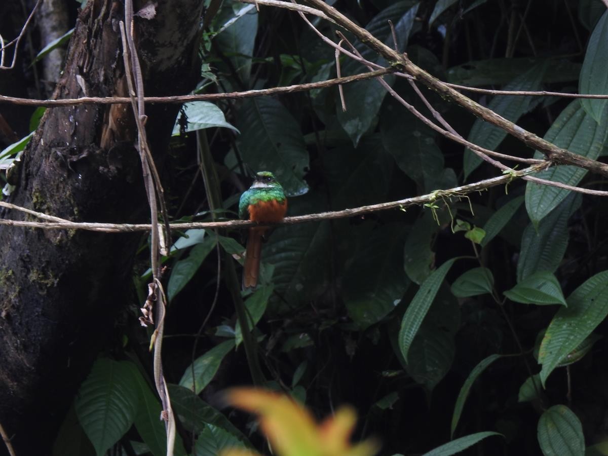 Rufous-tailed Jacamar - Diego DUQUE