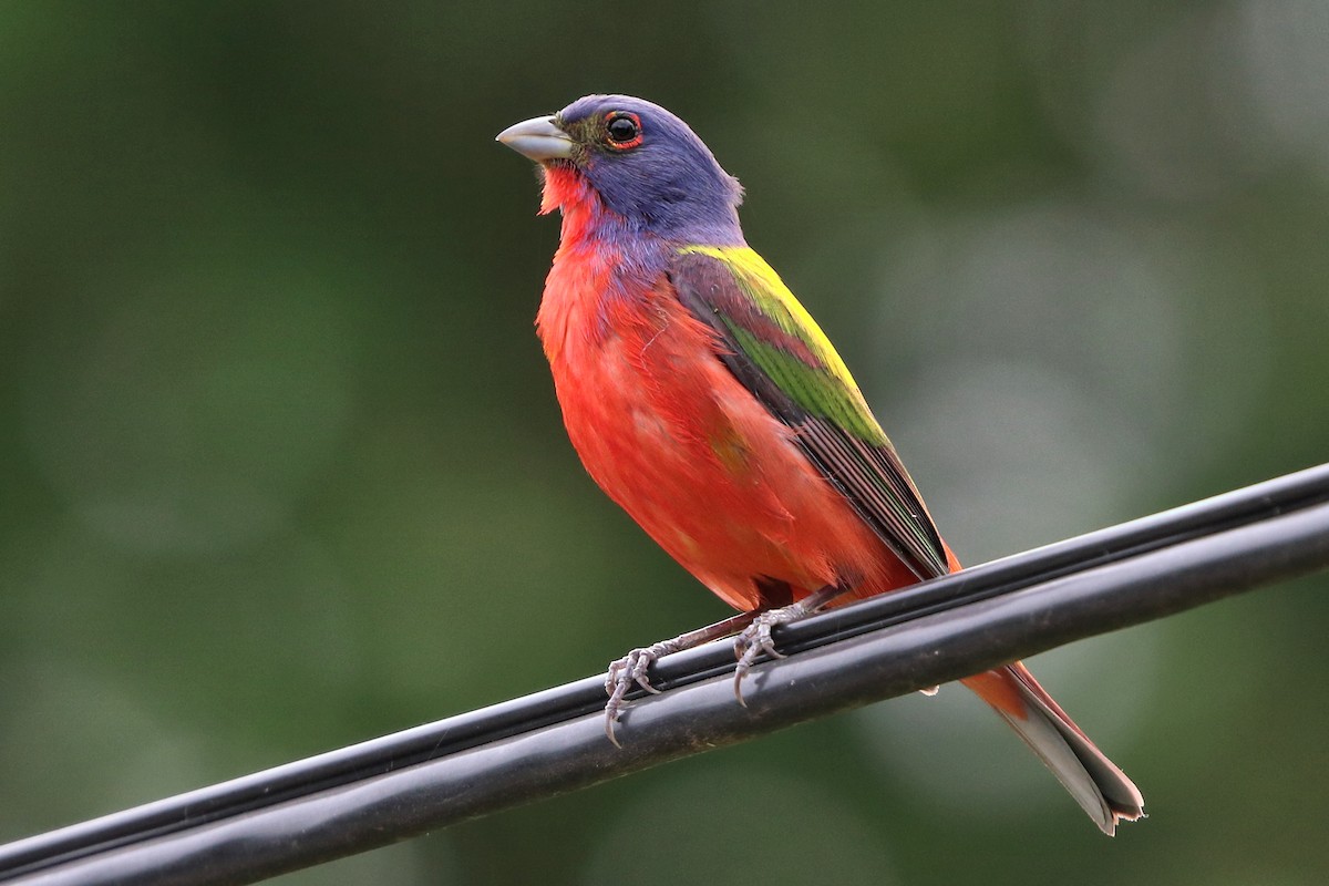 Painted Bunting - ML618024971