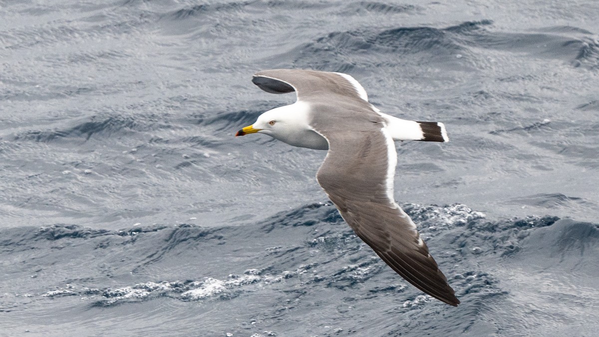 Black-tailed Gull - ML618024980