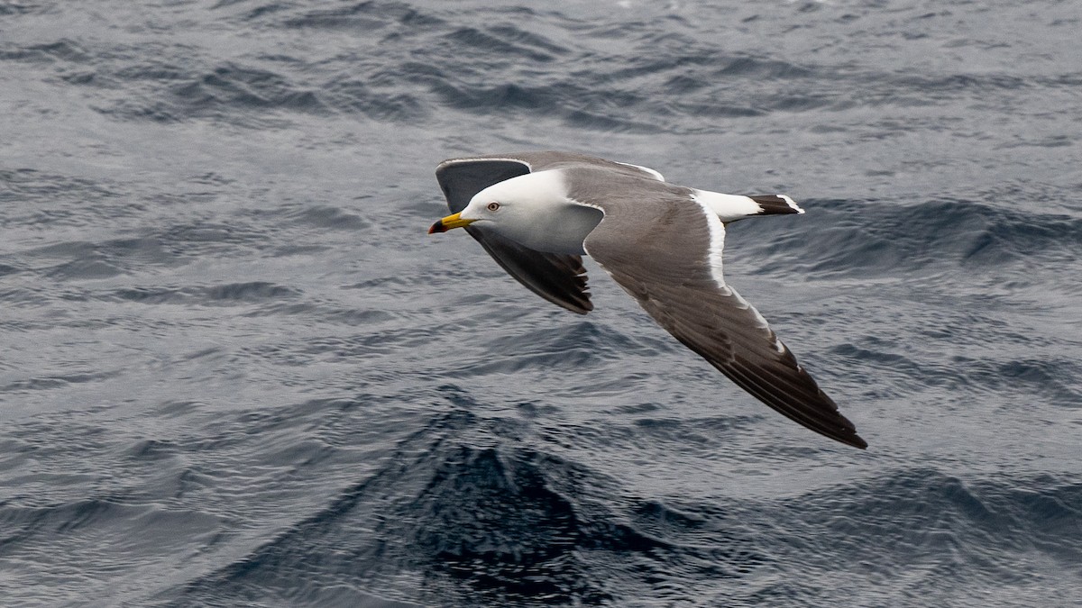 Black-tailed Gull - Steve McInnis