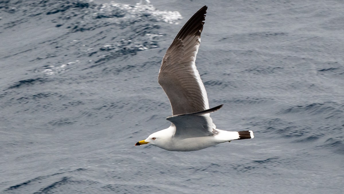 Black-tailed Gull - Steve McInnis