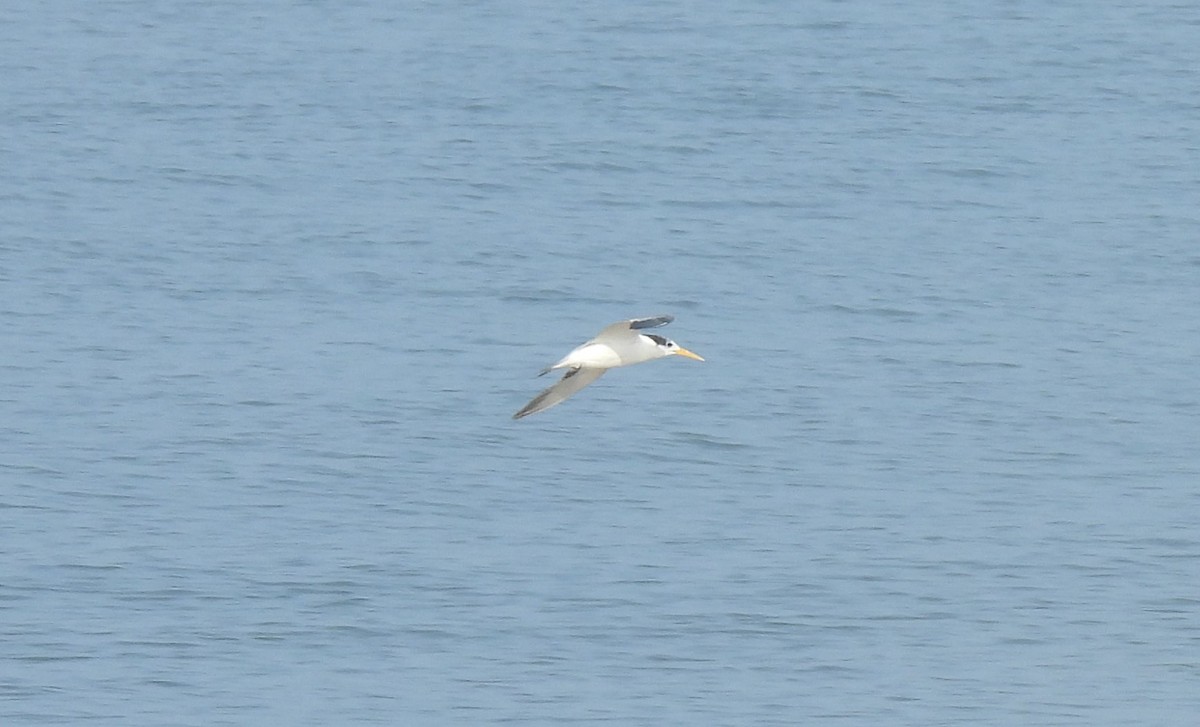 Great Crested Tern - ML618025029