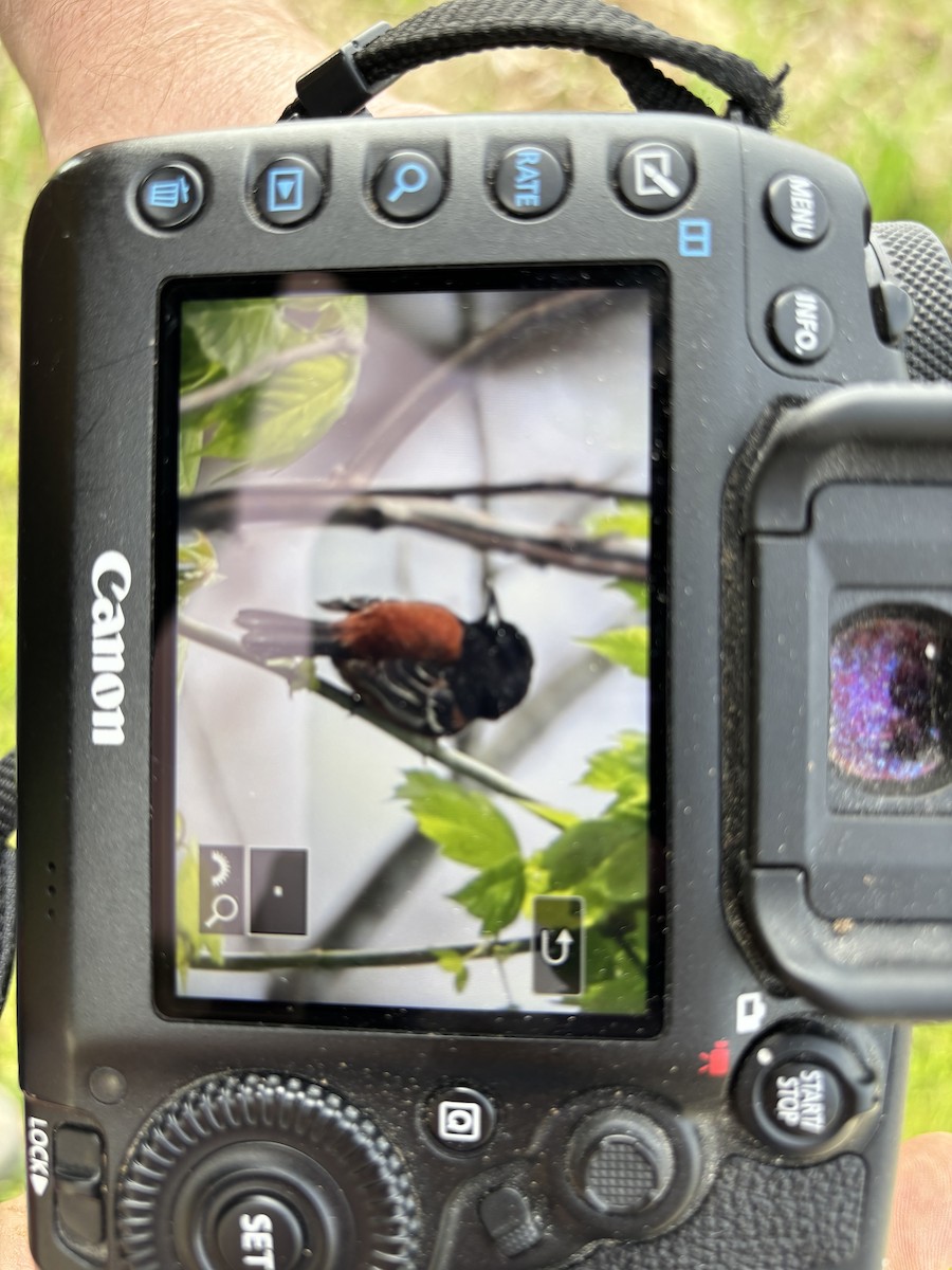 Orchard Oriole - ML618025043
