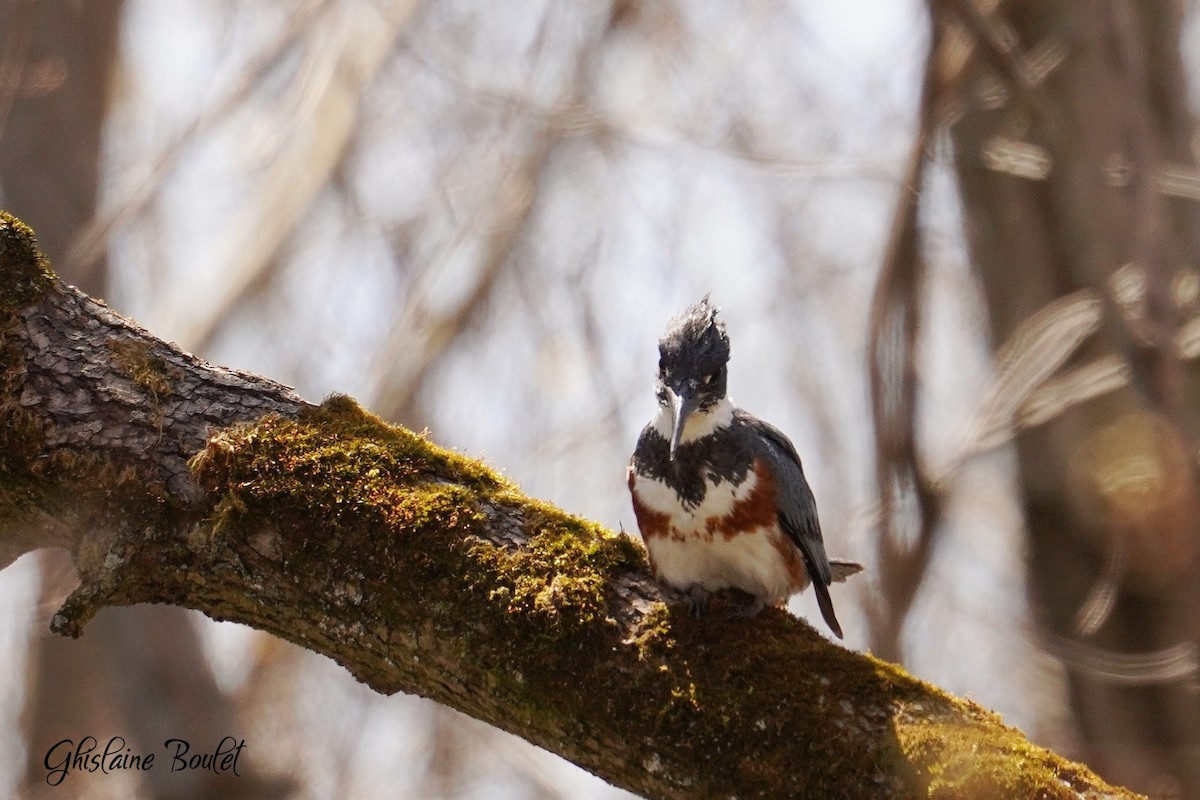Belted Kingfisher - ML618025055