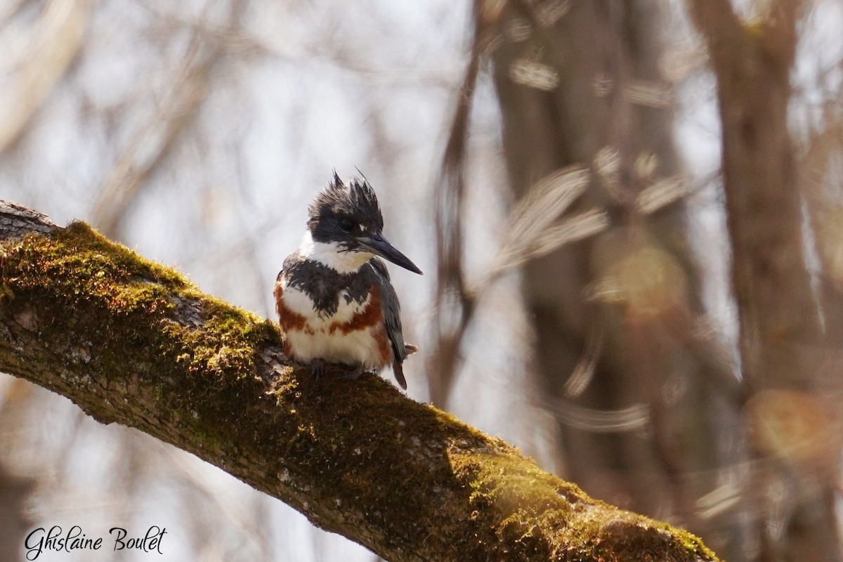 Belted Kingfisher - ML618025056