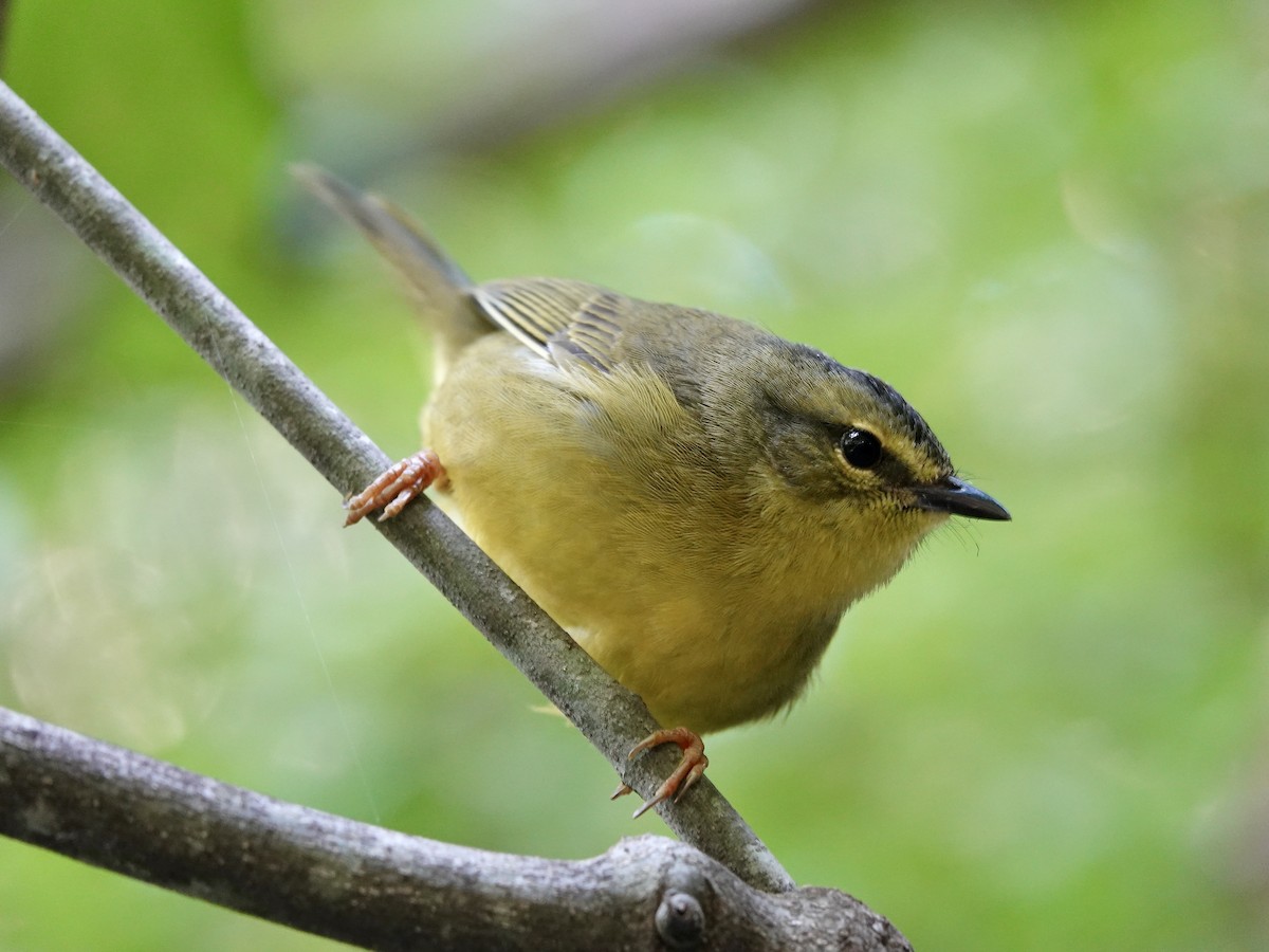Two-banded Warbler - ML618025064