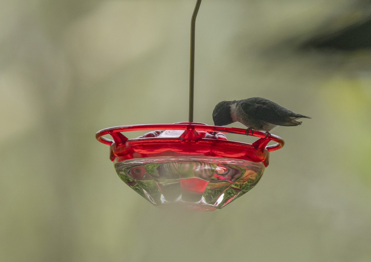 Ruby-throated Hummingbird - Liz Pettit