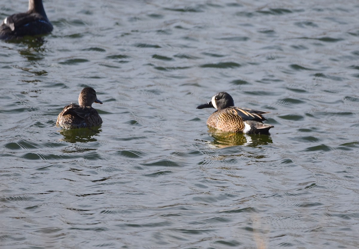 Blue-winged Teal - D & I Fennell